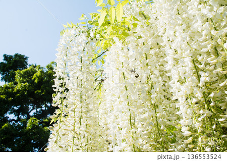 明るい快晴の空の下に大きく垂れさがる白色の藤の花　ロンドン郊外のキューガーデンにて 136553524