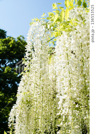 明るい快晴の空の下に大きく垂れさがる白色の藤の花　ロンドン郊外のキューガーデンにて 136553525