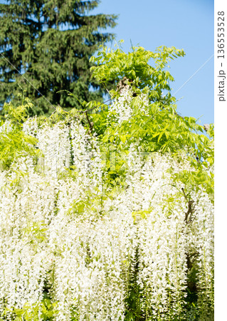 明るい快晴の空の下に大きく垂れさがる白色の藤の花 ロンドン郊外のキューガーデンにて 明るい快晴の空の下に大きく垂れさがる白色の藤の花 ロンドン郊外のキューガーデンにて 136553528