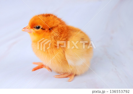 Cute baby chick sits on light surface its soft feathers small stature Cute baby chick sits on light surface its soft feathers small stature 136553792