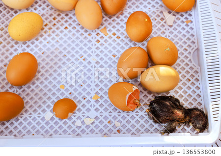 Newly hatched chick breaks free from egg while in incubator during hatching process Newly hatched chick breaks free from egg while in incubator during hatching process 136553800