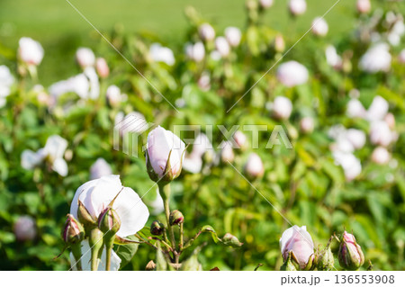 明るい日差しの下で見事に咲き乱れるピンク色のバラ　ロンドン郊外のキューガーデンにて 136553908
