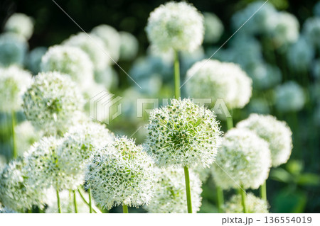 小さな白い花弁が集まってたんぽぽの綿毛のように丸いボールの形になった花 ロンドンのキューガーデンにて 小さな白い花弁が集まってたんぽぽの綿毛のように丸いボールの形になった花 ロンドンのキューガーデンにて 136554019