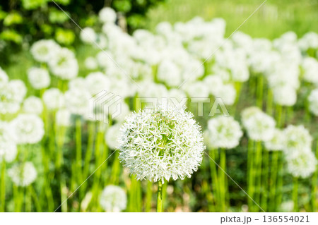 小さな白い花弁が集まってたんぽぽの綿毛のように丸いボールの形になった花 ロンドンのキューガーデンにて 小さな白い花弁が集まってたんぽぽの綿毛のように丸いボールの形になった花 ロンドンのキューガーデンにて 136554021
