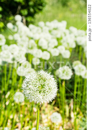小さな白い花弁が集まってたんぽぽの綿毛のように丸いボールの形になった花　ロンドンのキューガーデンにて 136554022