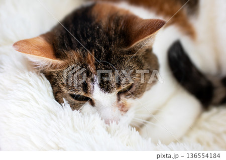 Calm tabby curled in warm cozy blanket. Serene indoor cat resting comfortably on plush fabric 136554184