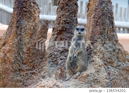 The meerkat (Suricata suricatta) 136554201