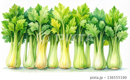 Bunch of Fresh Green Celery Sticks with Leaves on White Background 136555190