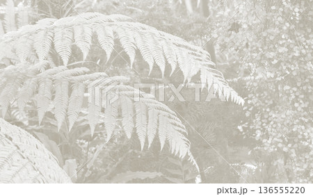 Cloud Dancer fern plant in monochrome color. Forest Cloud Dancer colored fern plants. Trendy color 2026 136555220