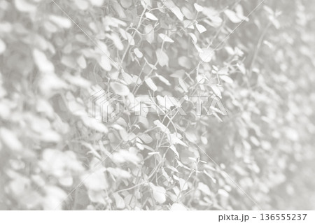 Cloud dancer toned color muehlenbeckia complexa plant background. Monochrome color background. Trendy color 2026. 136555237