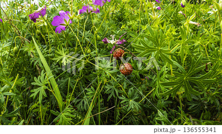 Wild berries in dense grass with purple flowers 136555341