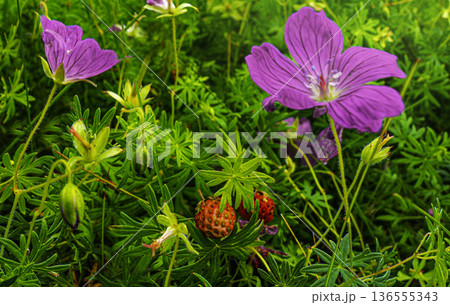 Wild berries in dense grass with purple flowers in a June field 136555343