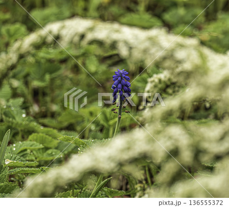 spring, garden, blooming, muscari, blue, fresh, armeniacum, spirea, green, grape, botanical, seasonal, flowers, nature, floral, botany, beauty, macro, flora, bloom, blossom, purple, plant, season, bac 136555372