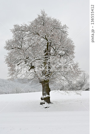 Winter landscape - frosty trees. Nature with snow. Beautiful seasonal natural background. Winter landscape - frosty trees. Nature with snow. Beautiful seasonal natural background. 136555412