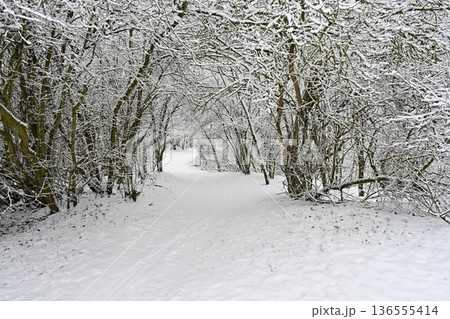 Winter landscape - frosty trees in the forest. Nature covered with snow. Beautiful seasonal natural background. Winter landscape - frosty trees in the forest. Nature covered with snow. Beautiful seasonal natural background. 136555414