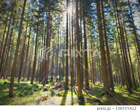 Beautiful landscape with forest and sun. Green nature, concept for environment. Beautiful landscape with forest and sun. Green nature, concept for environment. 136555422