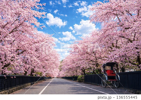 角館　武家屋敷周辺の景観　桜　満開 136555445