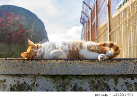 street cat naps in warm weather outdoors 136555478