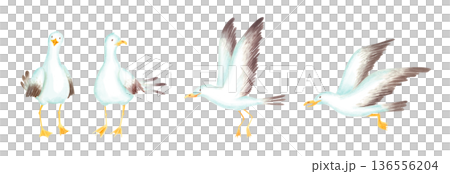 Watercolor cute seagulls illustration isolated on white. Hand-painted sea birds clipart in cartoon naive style for kids designs.  136556204