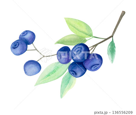 Watercolor illustration of blueberry branch with ripe berries and green leaves isolated on white. Botanical summer fruit clipart. 136556209