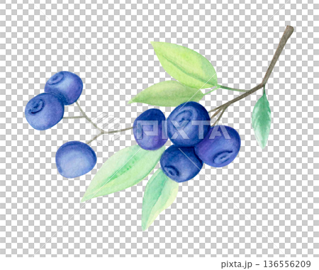 Watercolor illustration of blueberry branch with ripe berries and green leaves isolated on white. Botanical summer fruit clipart. 136556209
