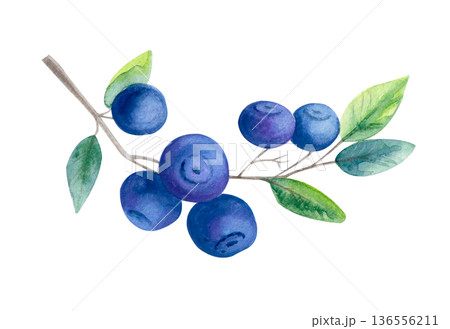 Watercolor illustration of blueberry branch with fresh berries and green leaves isolated on white. Botanical summer fruit clipart. 136556211