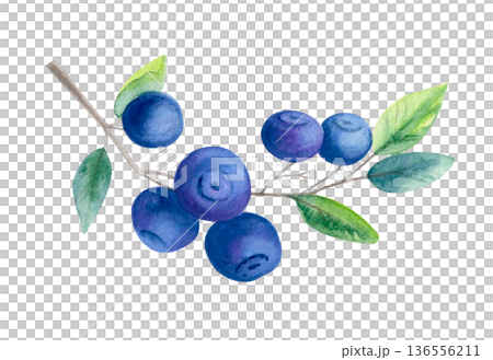 Watercolor illustration of blueberry branch with fresh berries and green leaves isolated on white. Botanical summer fruit clipart. Watercolor illustration of blueberry branch with fresh berries and green leaves isolated on white. Botanical summer fruit clipart. 136556211