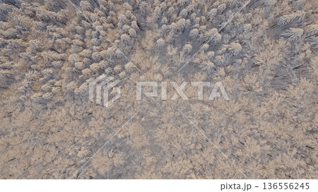 Beautiful Winter Forest Mountain Scenery with Snowy Trees , Top Down View 136556245