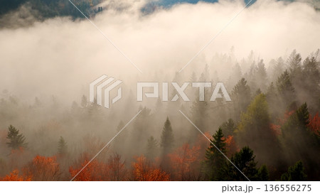 Beautiful mountain landscape in fall with colorful trees and white fog , aerial view . Misty forest 136556275