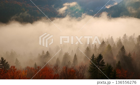 Beautiful mountain landscape in fall with colorful trees and white fog , aerial view . Misty forest 136556276