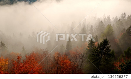 Beautiful mountain landscape in fall with colorful trees and white fog , aerial view . Misty forest Beautiful mountain landscape in fall with colorful trees and white fog , aerial view . Misty forest 136556277