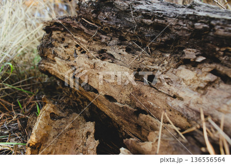 Trunk of a rotten tree with wood damaged by woodworms 136556564