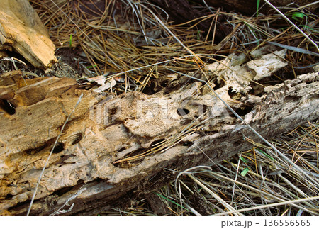 Aged Bark With Holes Left By Wood Beetles On A Forest Ground 136556565