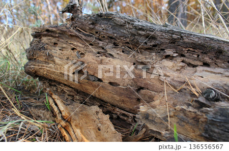 Fallen Tree With Wood Worms Holes Fallen Tree With Wood Worms Holes 136556567