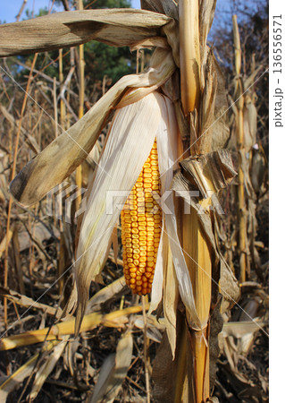 One unharvested corn cob inside dry peel on agriculture field 136556571