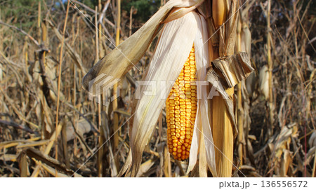 Yellow ear of corn in dry husk on a withered stalk on a farm field closeup view 136556572