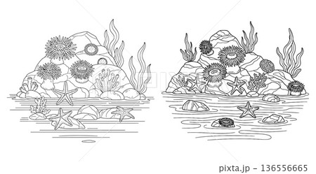 Handdrawn anemones and starfish with rocks on underwater sea landscape illustration 136556665
