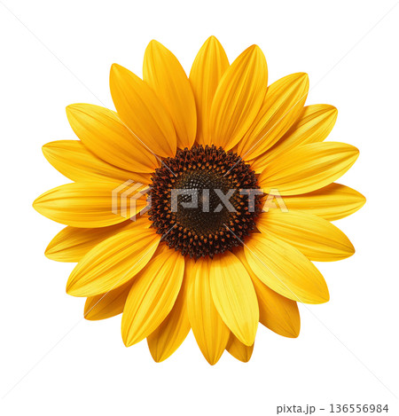 Bright Sunflower With Petals Arranged in a Circular Pattern Sitting Against a Plain Background Bright Sunflower With Petals Arranged in a Circular Pattern Sitting Against a Plain Background 136556984