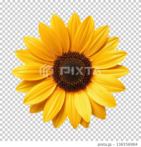 Bright Sunflower With Petals Arranged in a Circular Pattern Sitting Against a Plain Background Bright Sunflower With Petals Arranged in a Circular Pattern Sitting Against a Plain Background 136556984