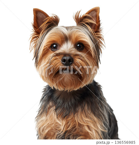 Yorkshire Terrier With Distinct Fur Standing on a Plain Background 136556985