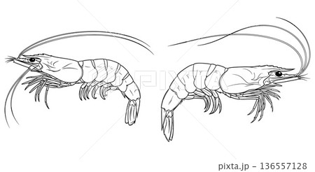 Detailed line art illustrations of two aquatic crustaceans resembling shrimp facing right 136557128
