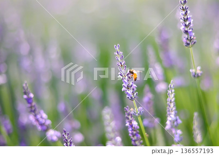 ラベンダーの癒やしの香り漂う風景 136557193