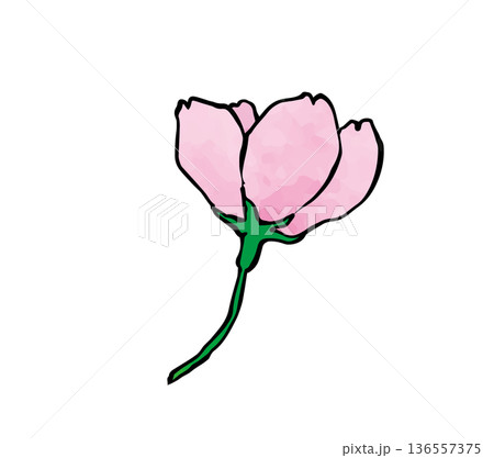 水彩テクスチャの桜1 136557375