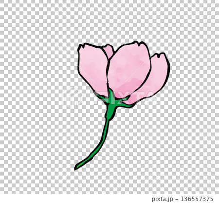 水彩テクスチャの桜1 136557375
