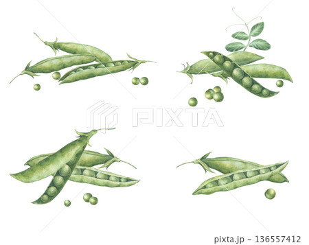 Set of four illustrations featuring green pea pods. Hand-drawn watercolor illustrations, isolated on white background. Perfect for cards, posters, packaging, textiles, tableware, for your own design Set of four illustrations featuring green pea pods. Hand-drawn watercolor illustrations, isolated on white background. Perfect for cards, posters, packaging, textiles, tableware, for your own design 136557412
