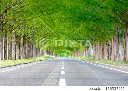 新緑が美しいメタセコイヤの並木道 新緑が美しいメタセコイヤの並木道 136557435