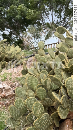 Prickly pear cactus garden with lush green foliage under a cloudy sky, ideal as a nature background 136557453