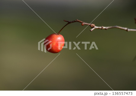 アカサンザシ 136557473