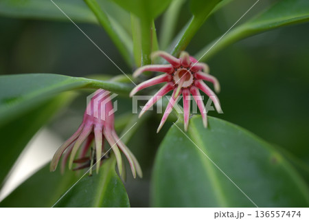 オヒルギ 136557474