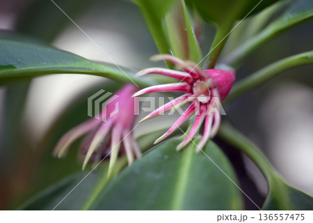 オヒルギ 136557475